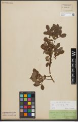 Foto von Salix starkeana Willd.